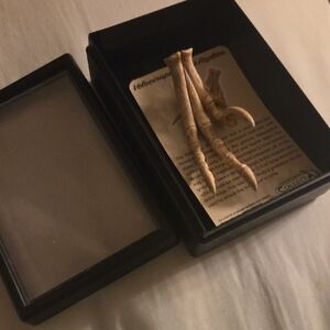 Velociraptor Claw Replica in Black Display Box